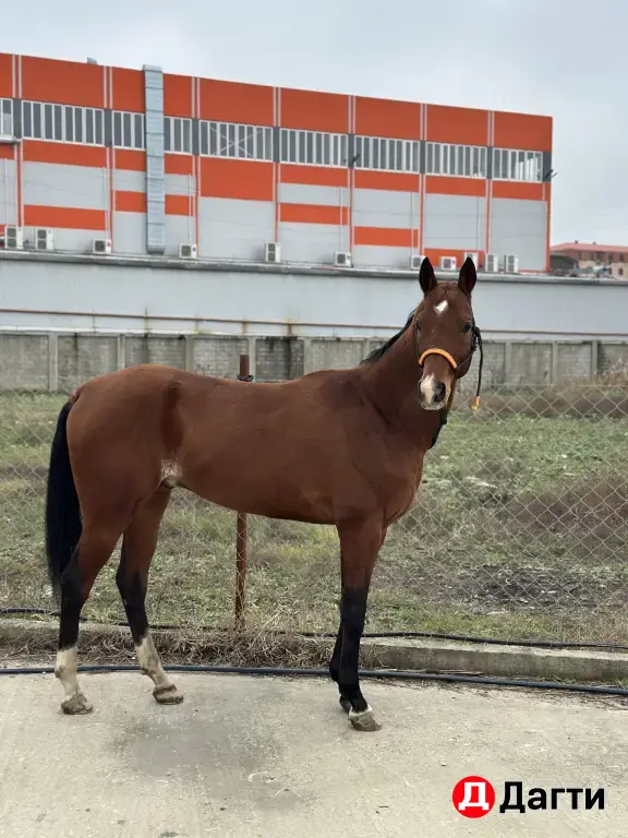Ахалтекинский жеребец