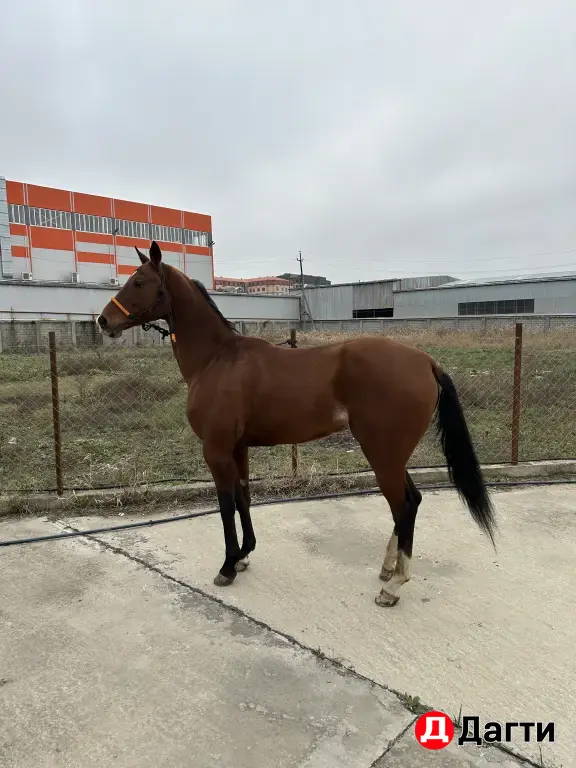 Ахалтекинский жеребец