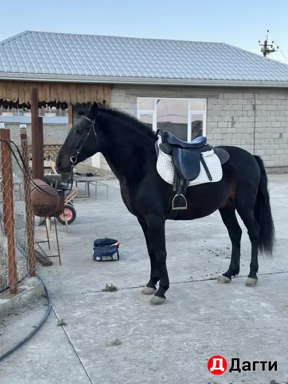 Карачаевский жеребец