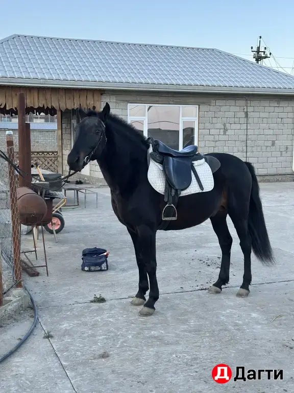 Карачаевский жеребец