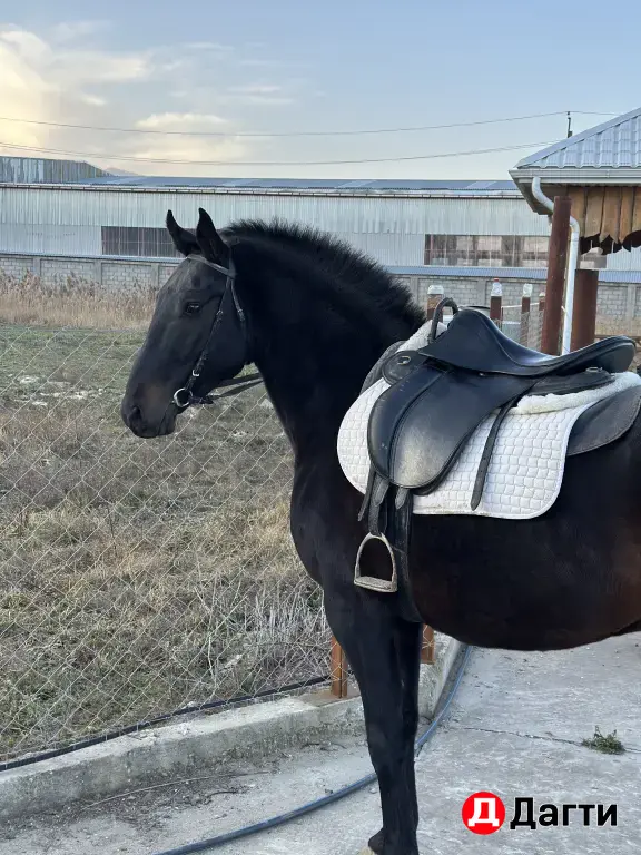 Карачаевский жеребец