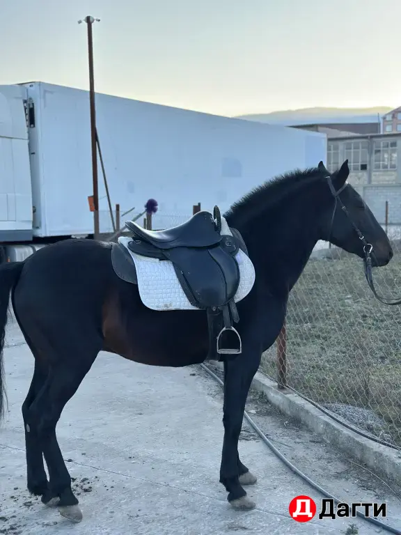 Карачаевский жеребец