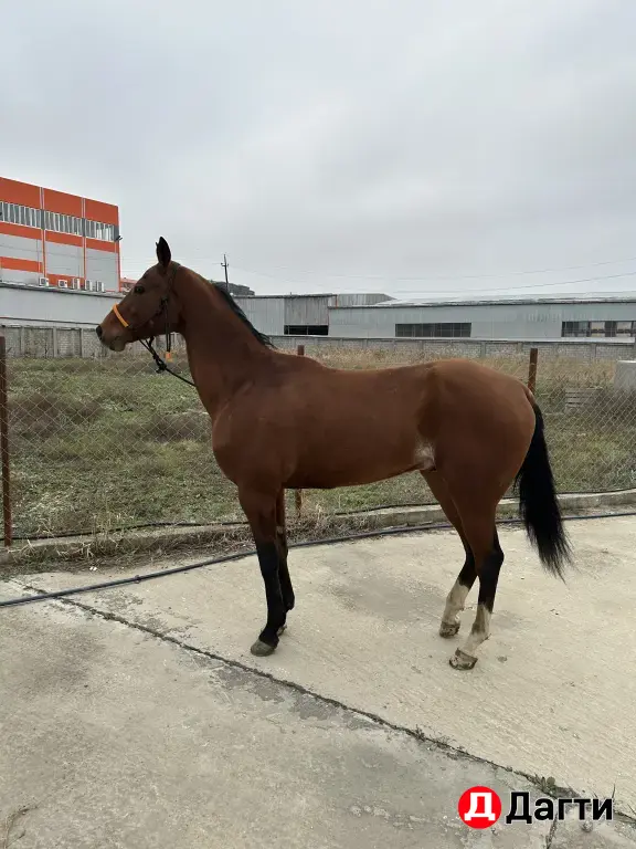 Ахалтекинский жеребец