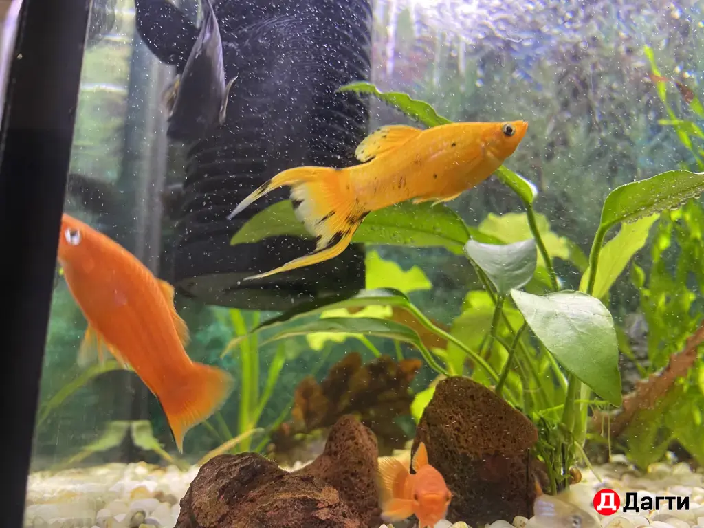 Аквариумные рыбки