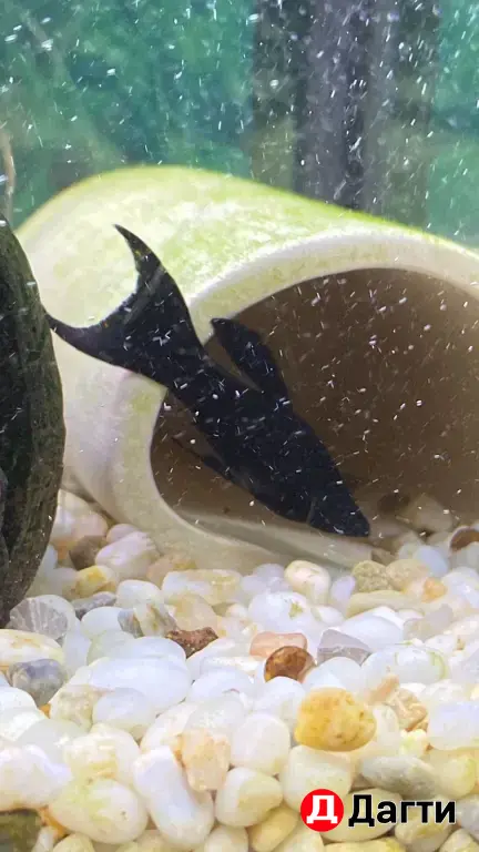 Аквариумные рыбки