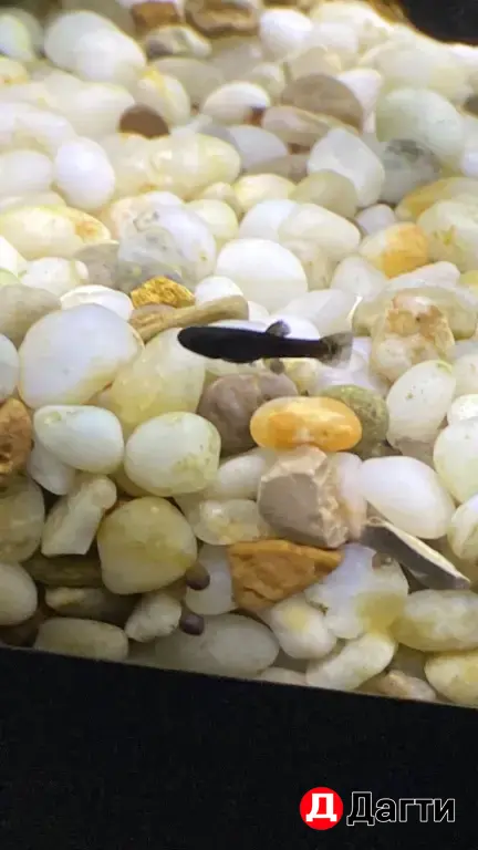 Аквариумные рыбки