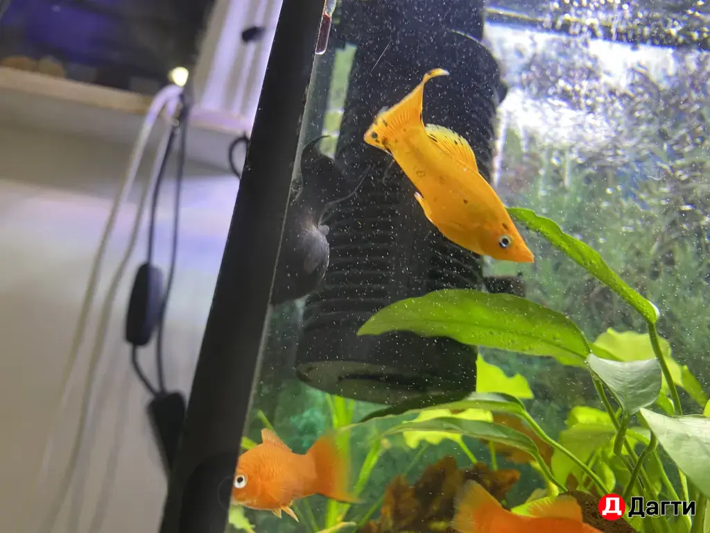 Аквариумные рыбки