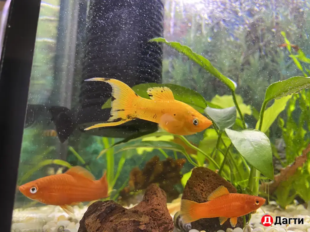 Аквариумные рыбки