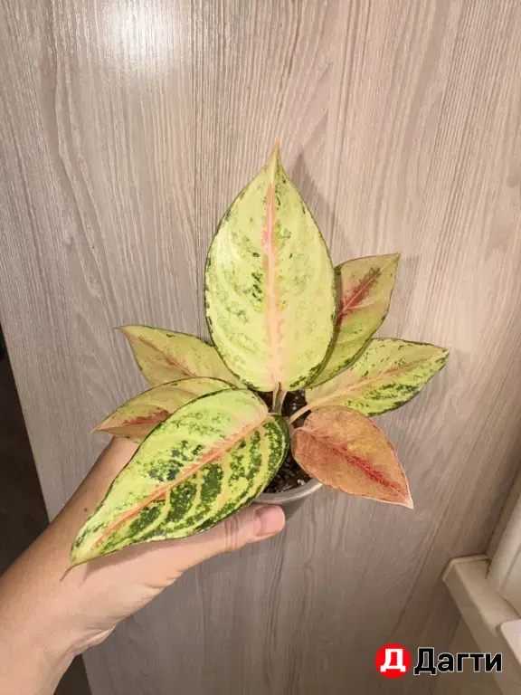 Комнатные цветы