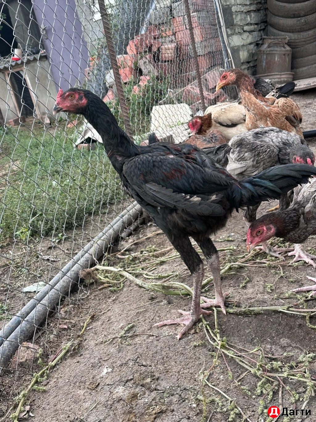 Бойцовые птицы