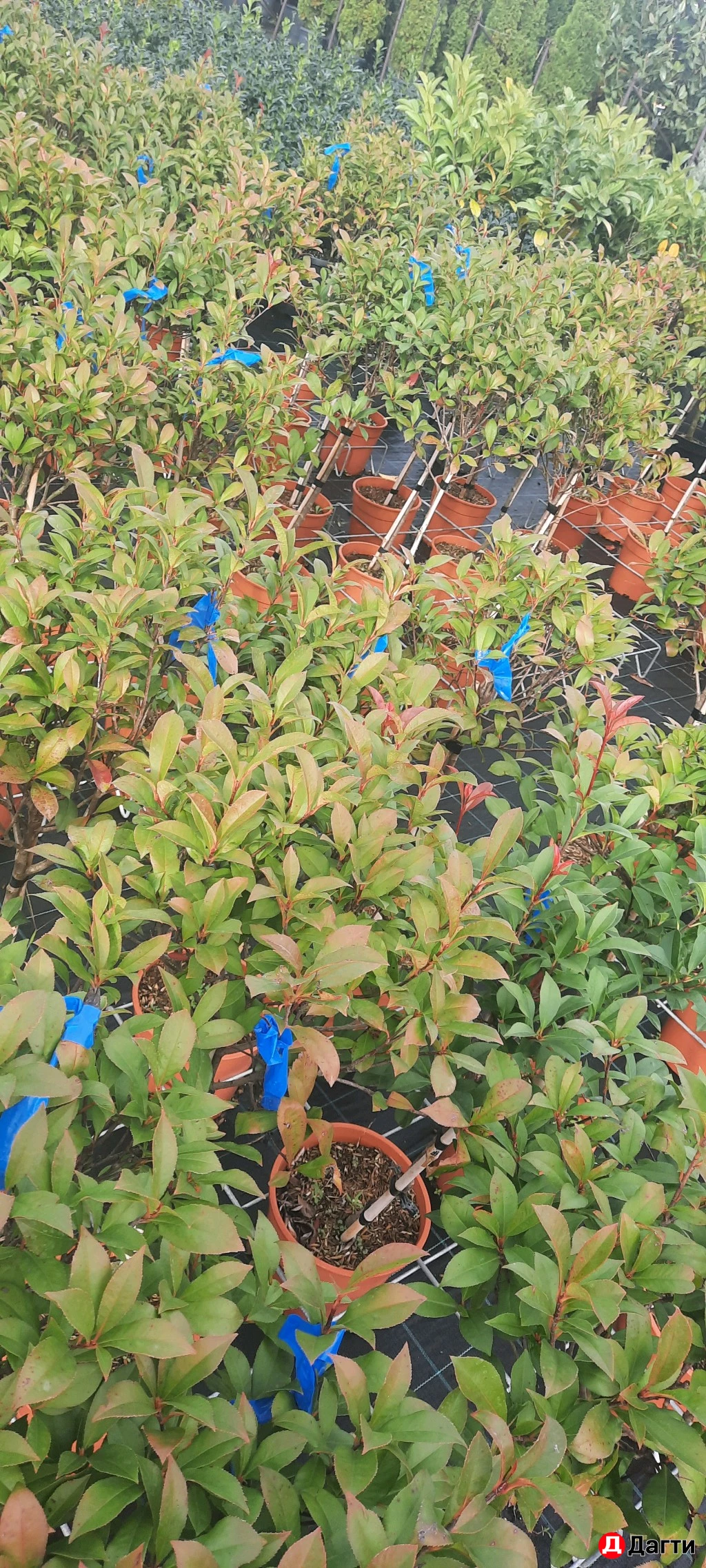 Фатиния На Штамбе