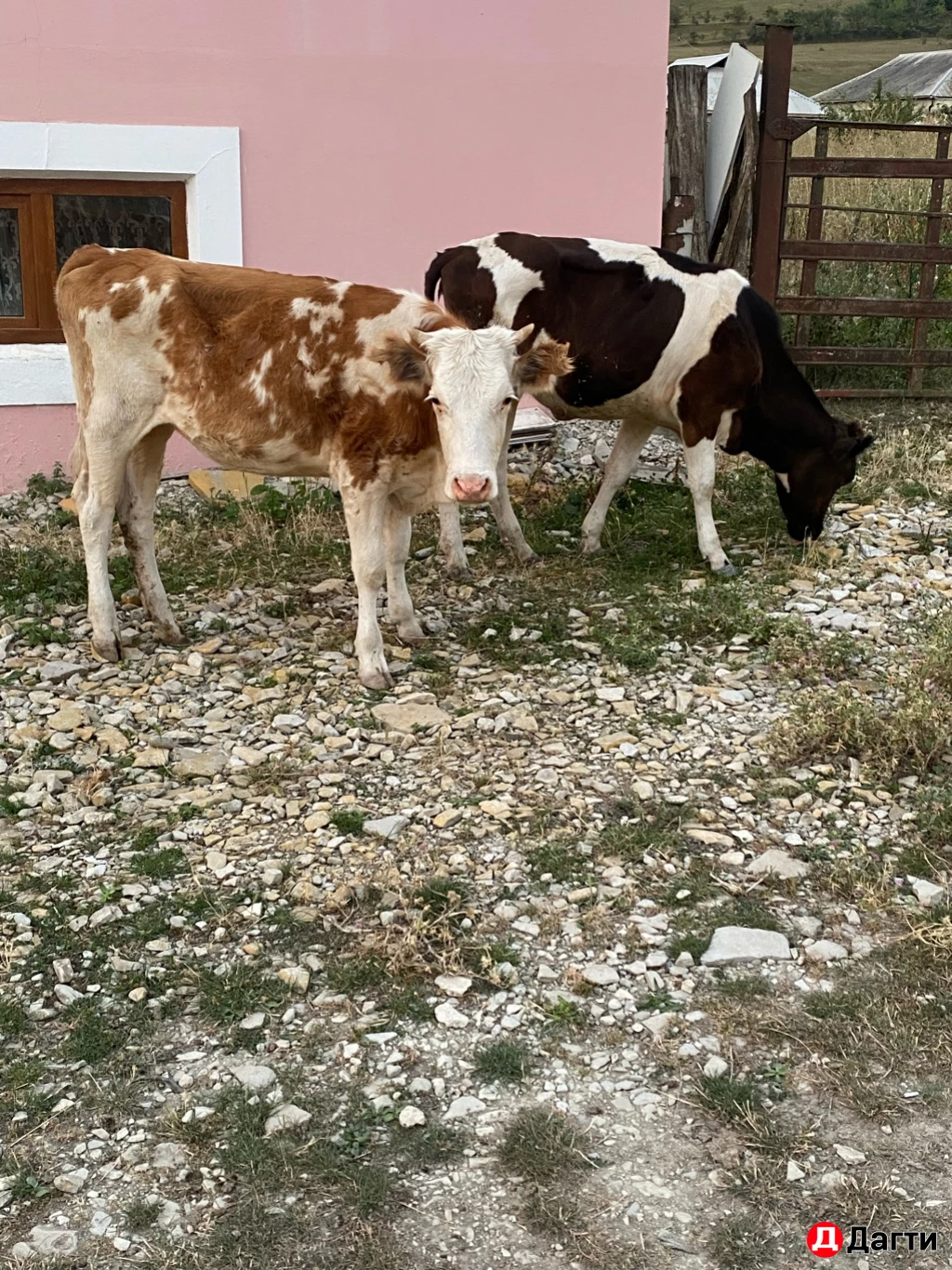 Коровы,телята