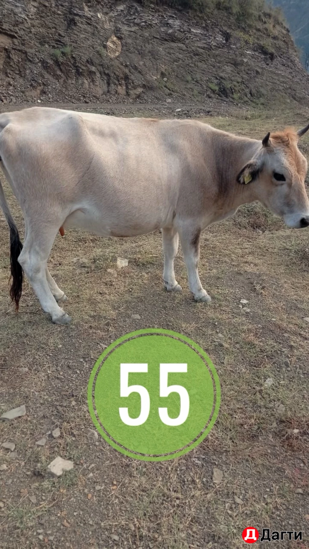 Коровы с теленком