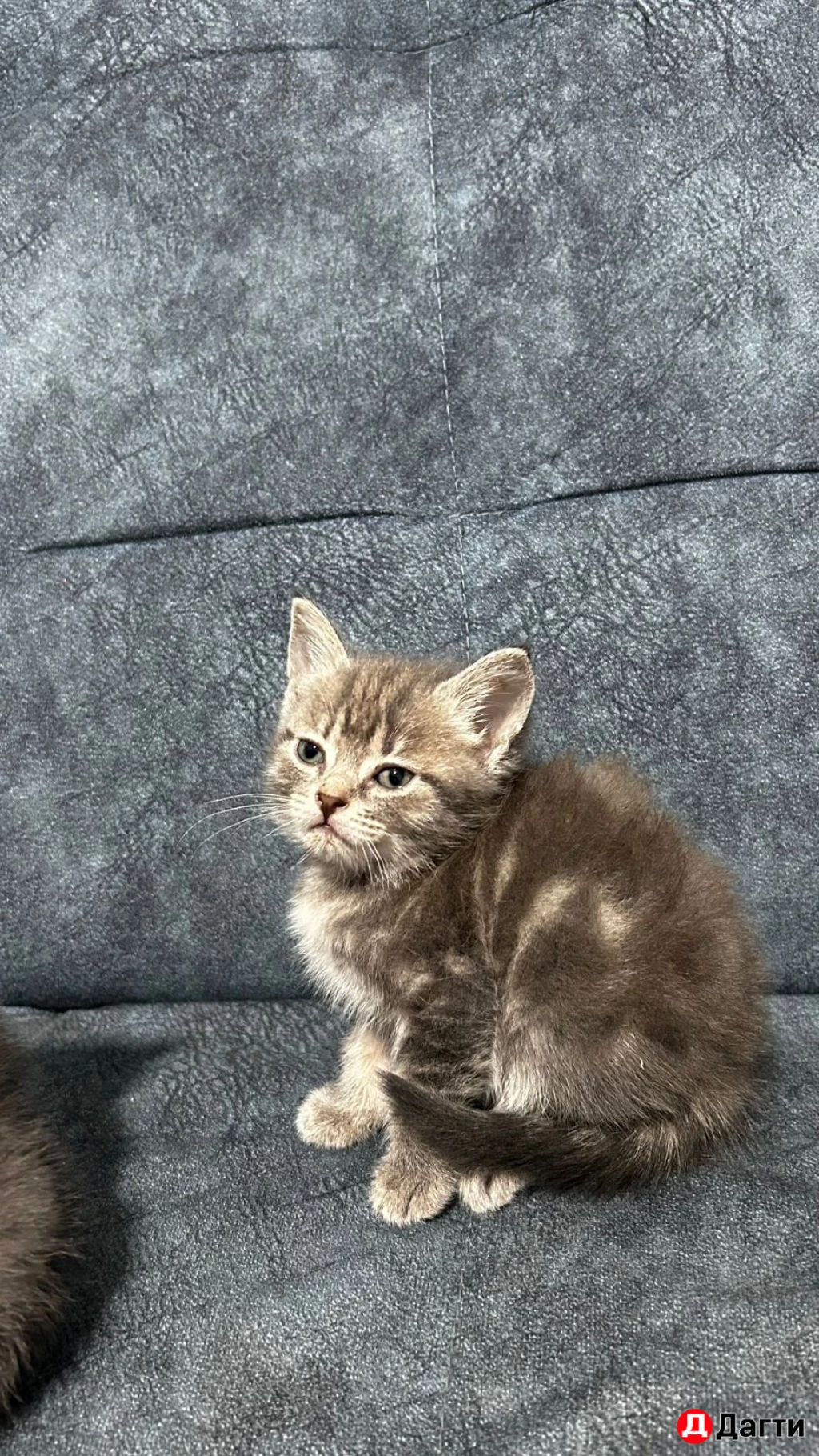 Европейские кошки