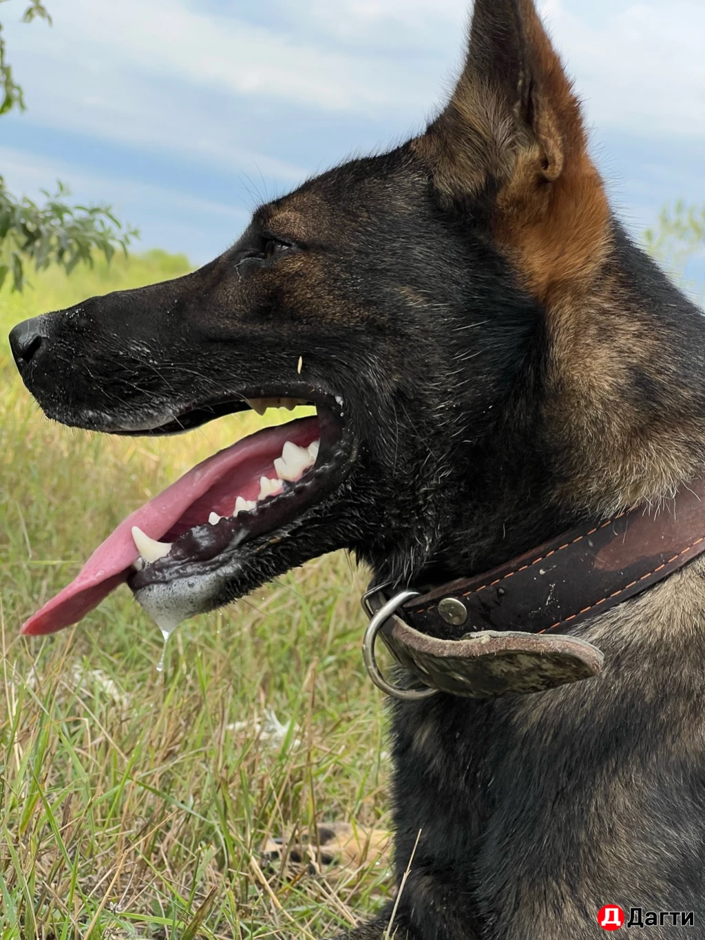 Немецкая  авчарка.