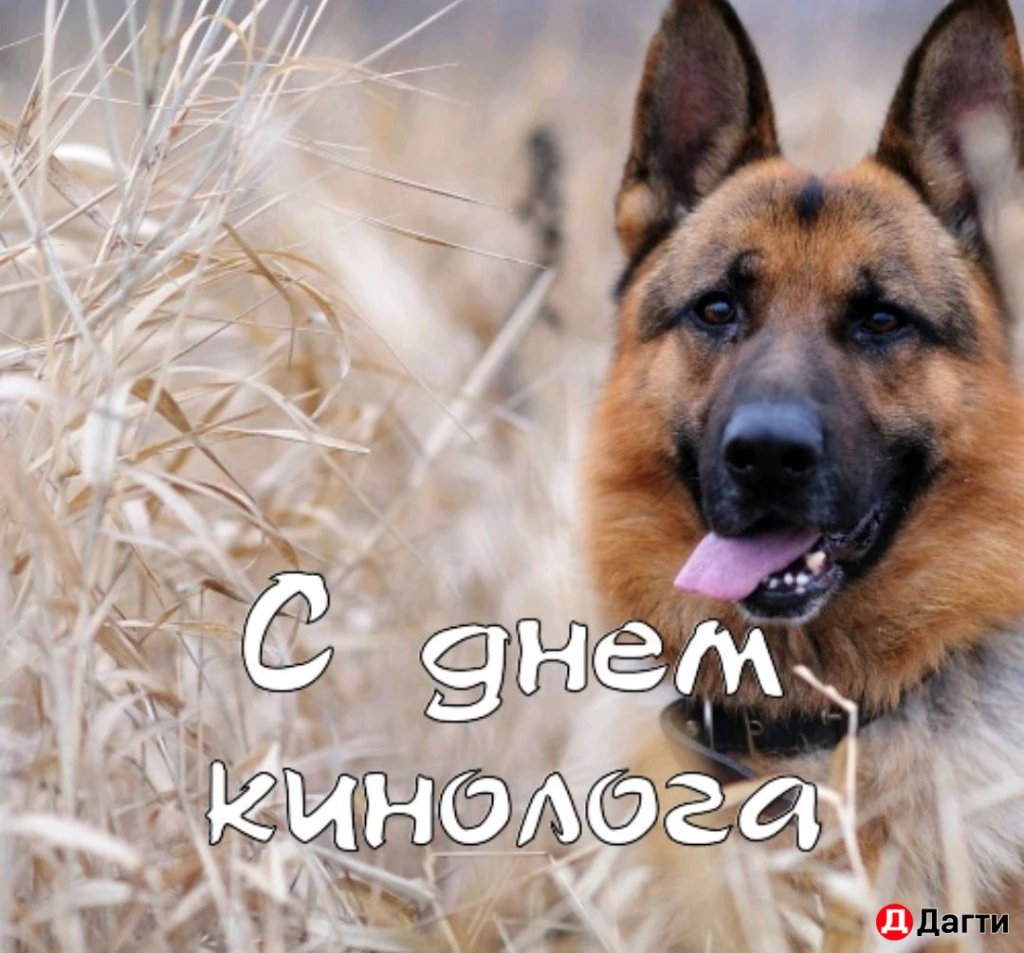 Дрессировка собак