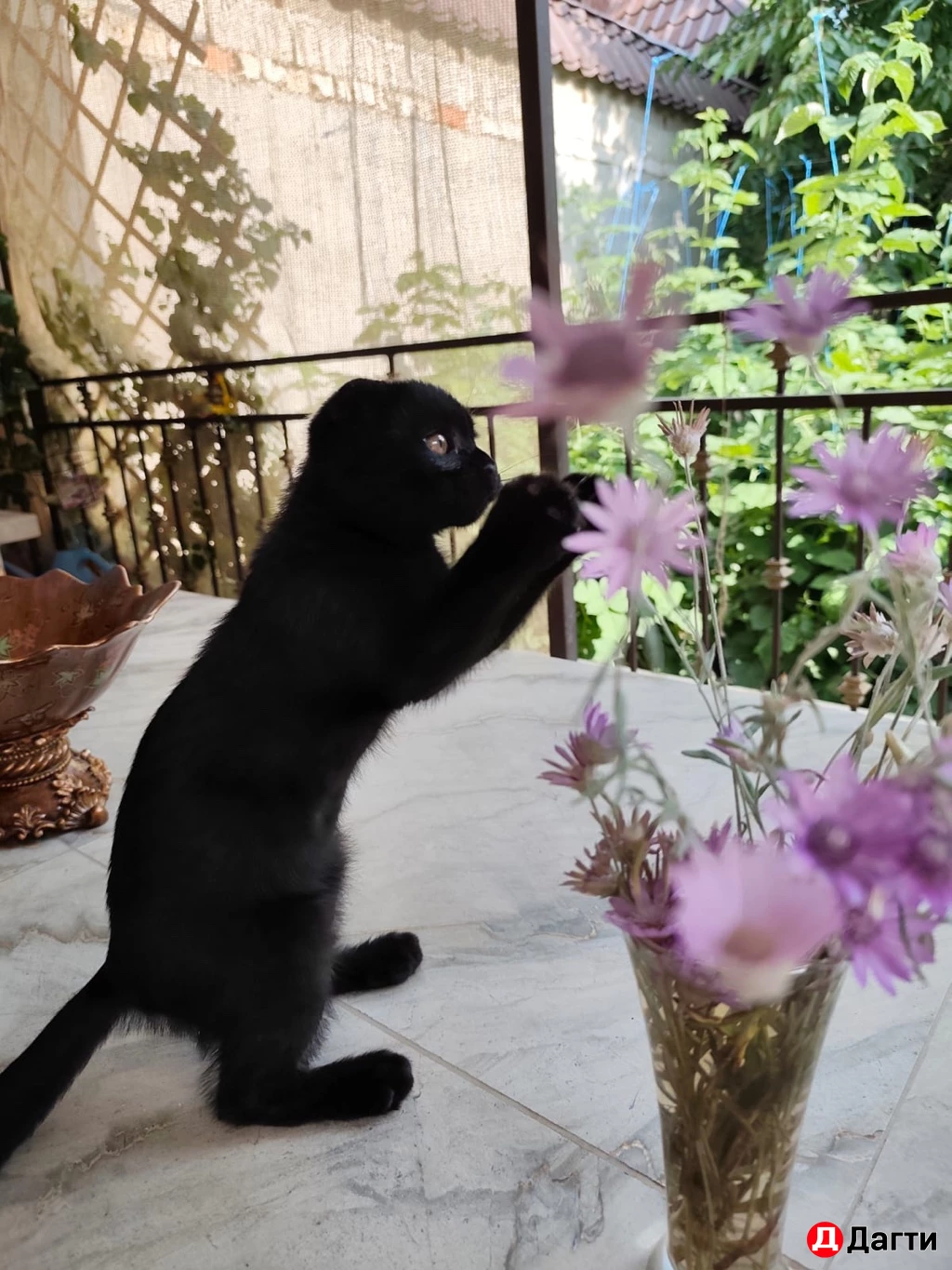 Вислоухие  котята