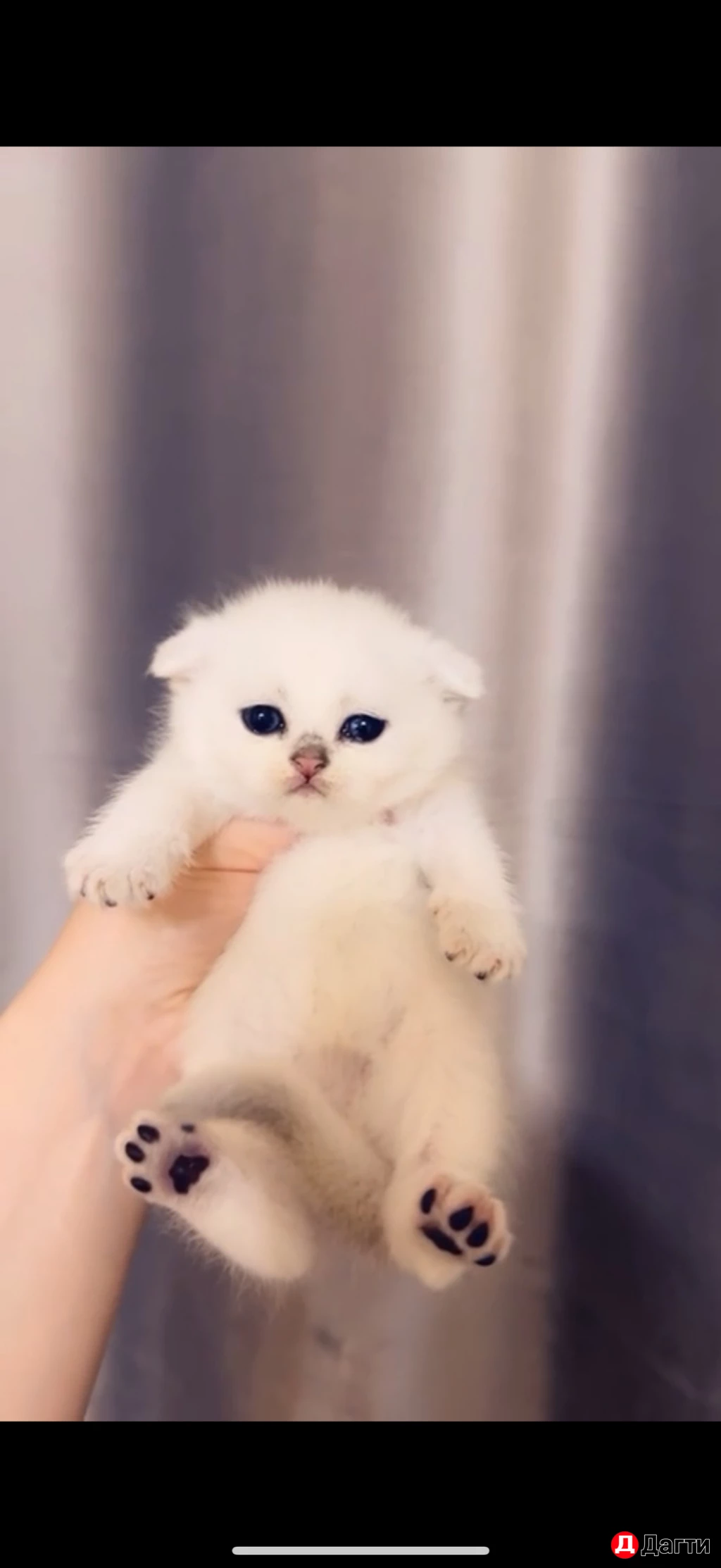 Котята шотландцы