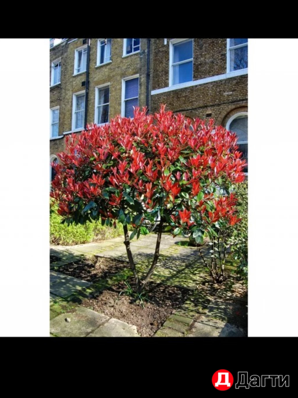 Фатиния Кустовая