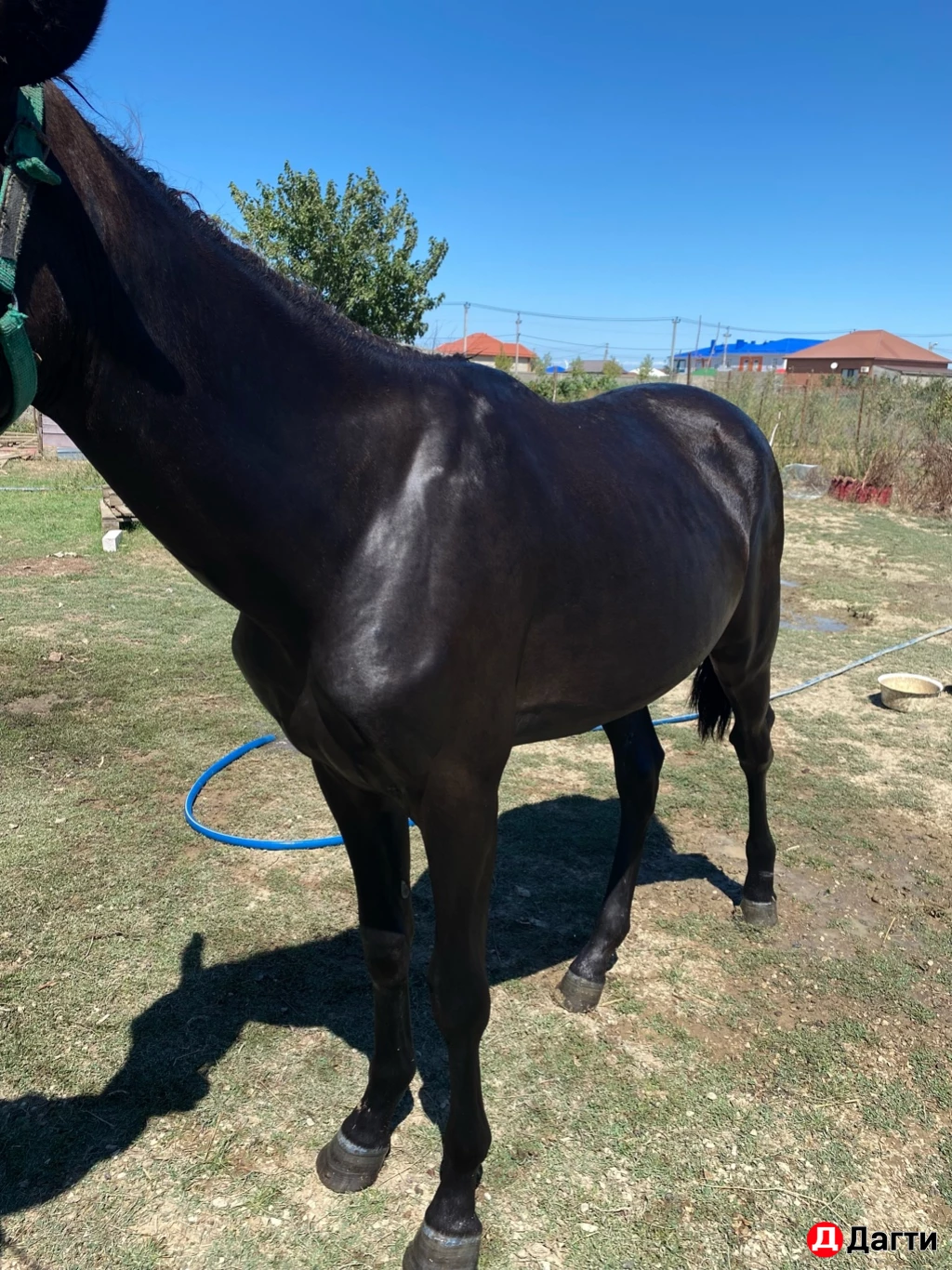 Англокарачай