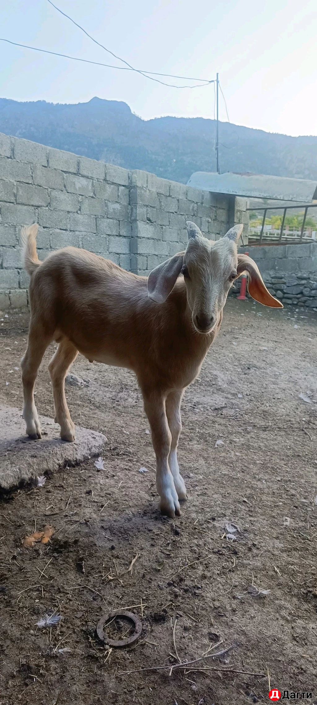 Козлики и коза