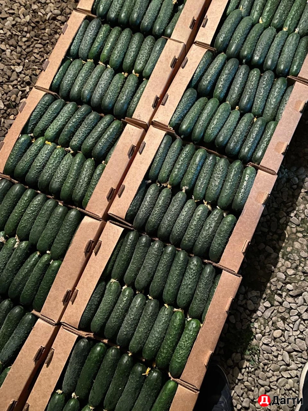 Огурцы свежие