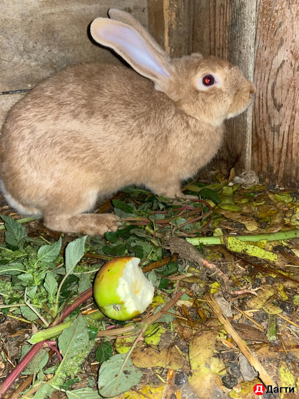 Кролик и индоутки