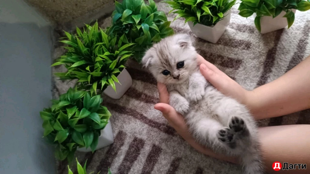 Шотландская вислоухая золотистая шиншила