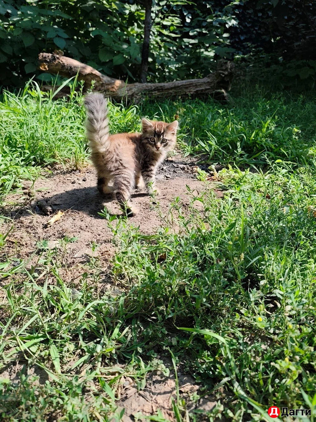 Вислоухие  котята