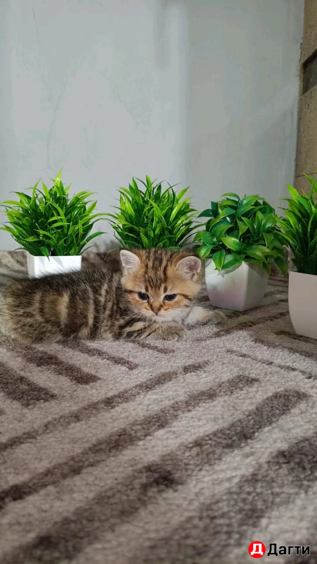 Шотландская вислоухая золотистая шиншила