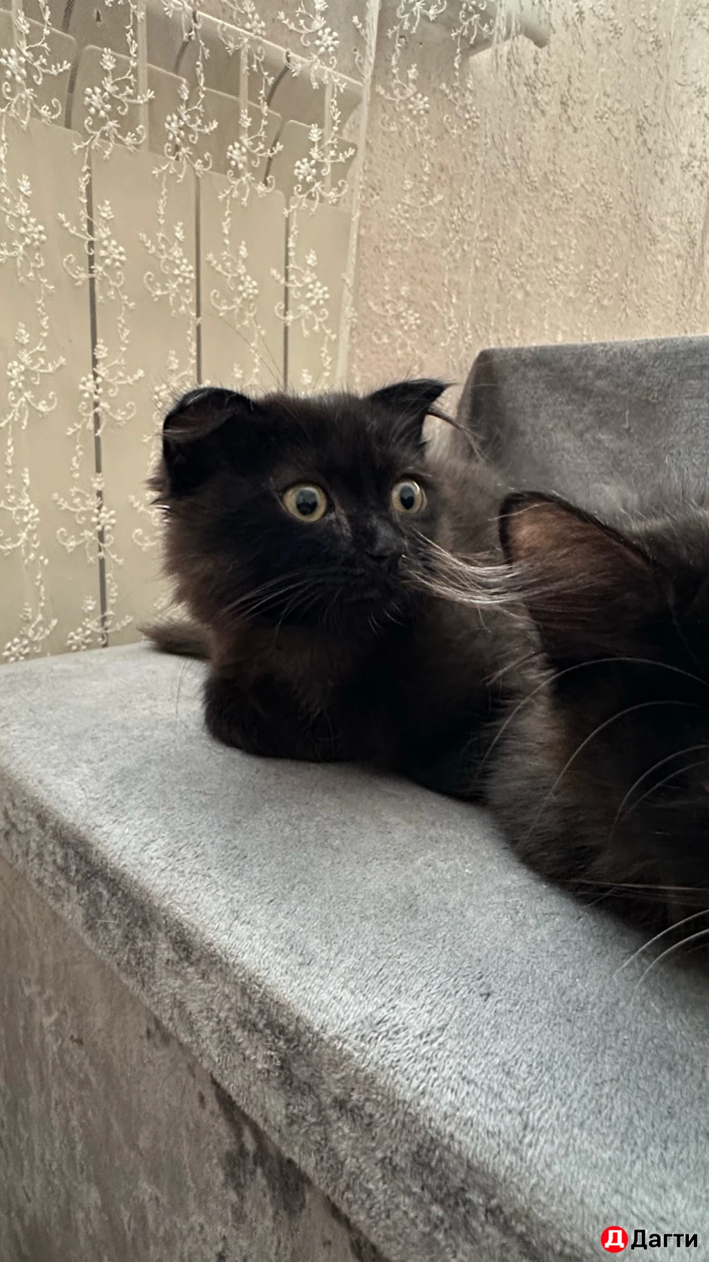 Кошка с котятами