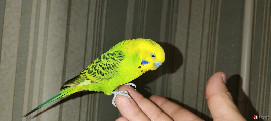 Пара волнистых попугаев