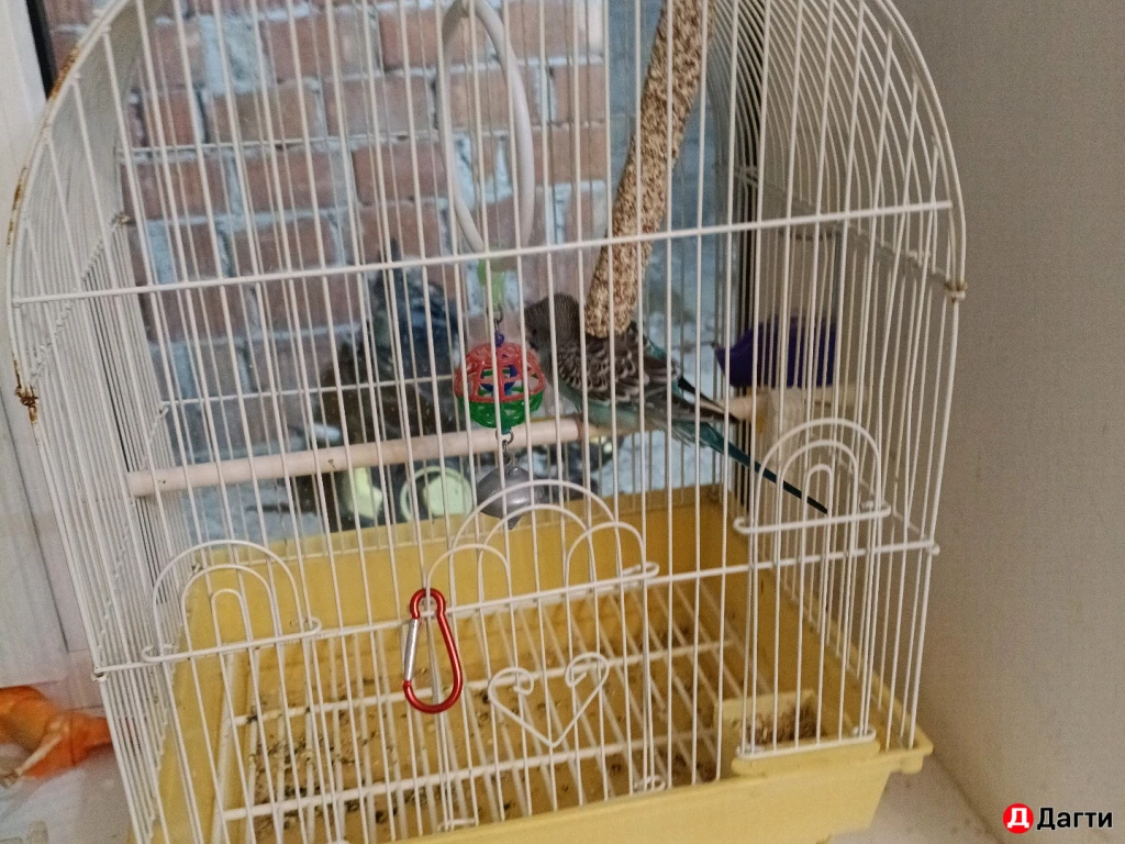 Волнистый попугай