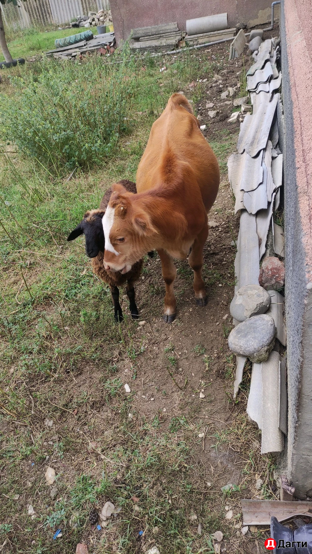 Теленок (телка)