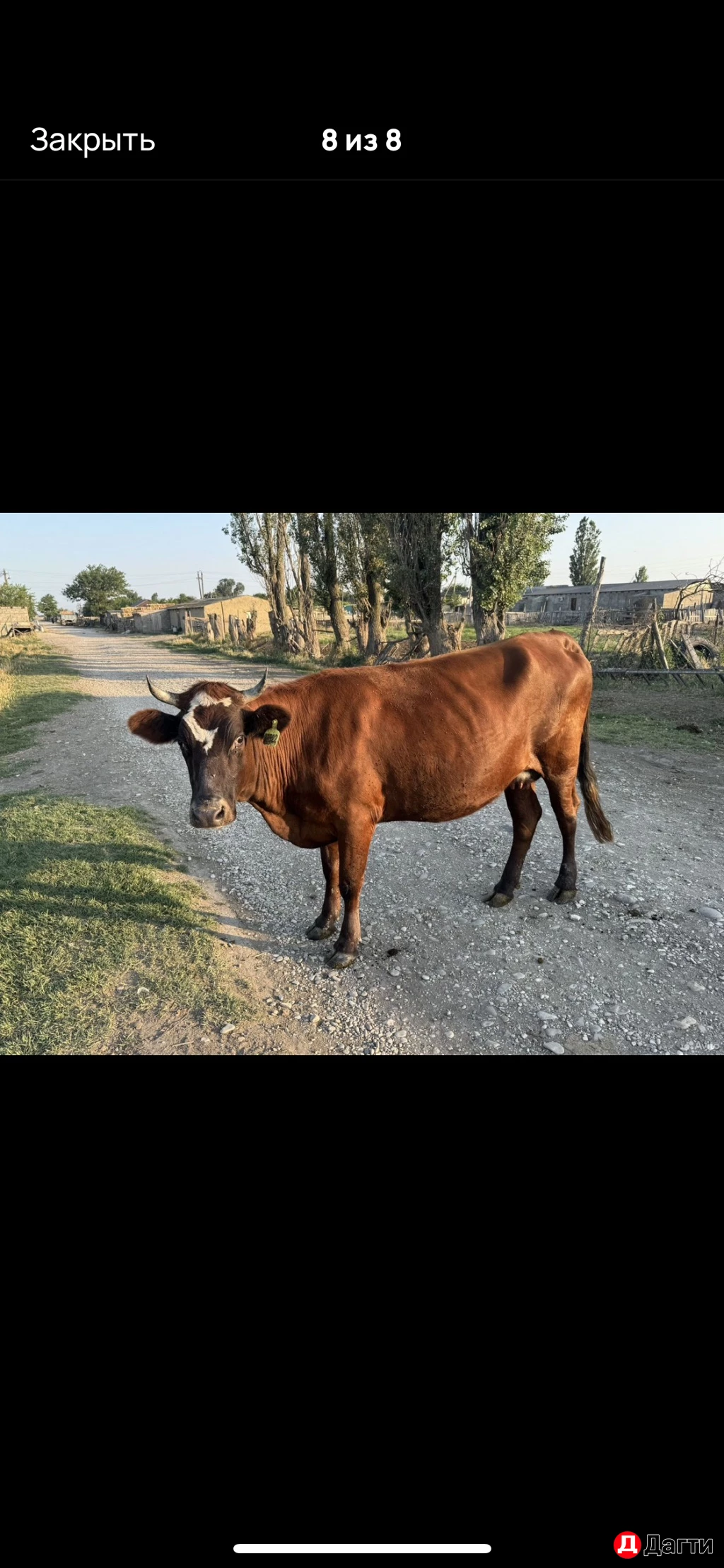 Дойные коровы