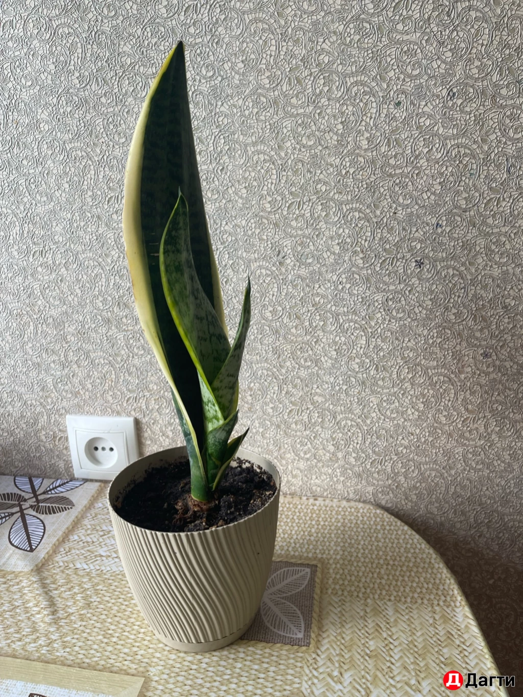 Сансевиерия