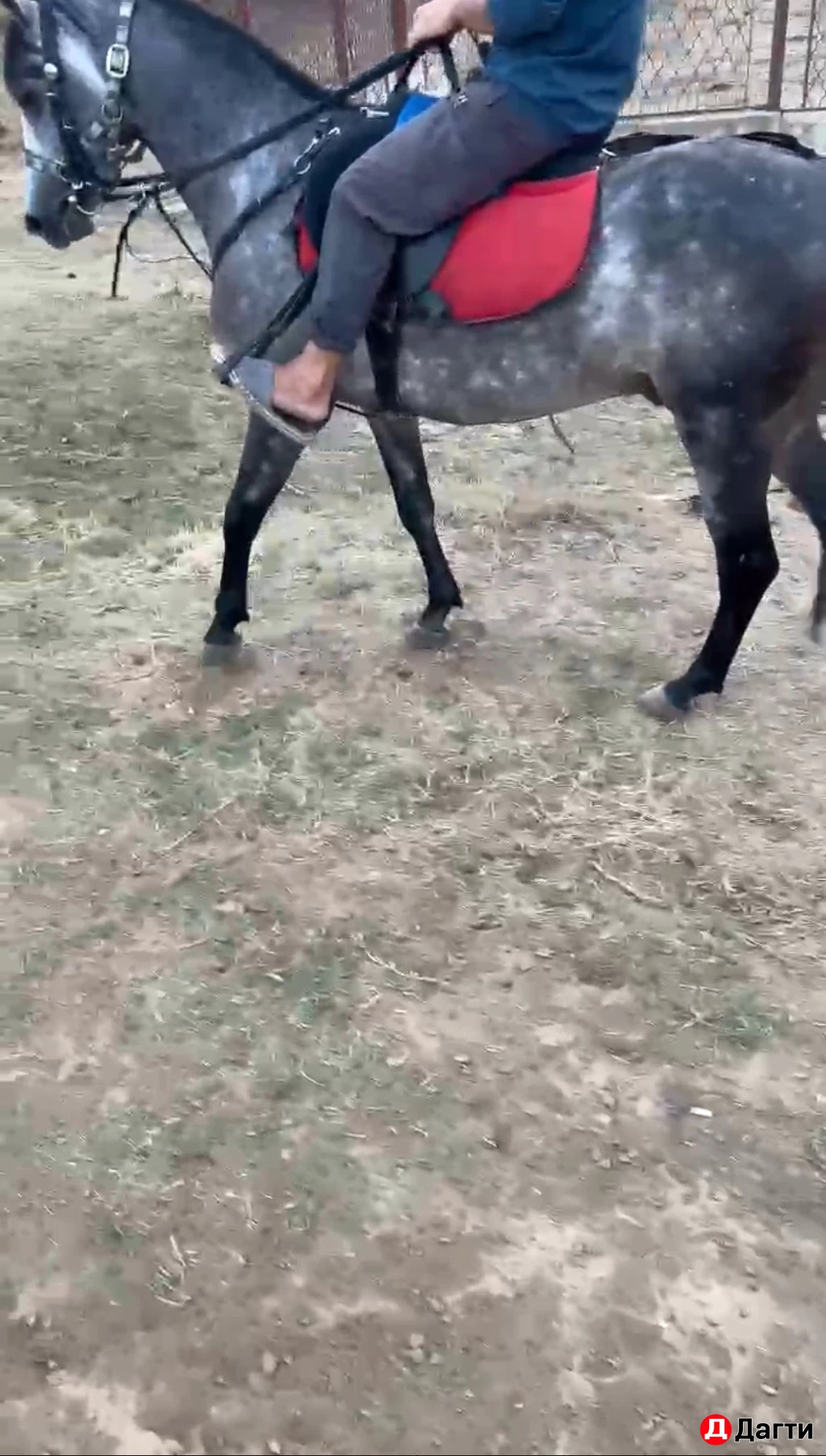 Лощадь араб