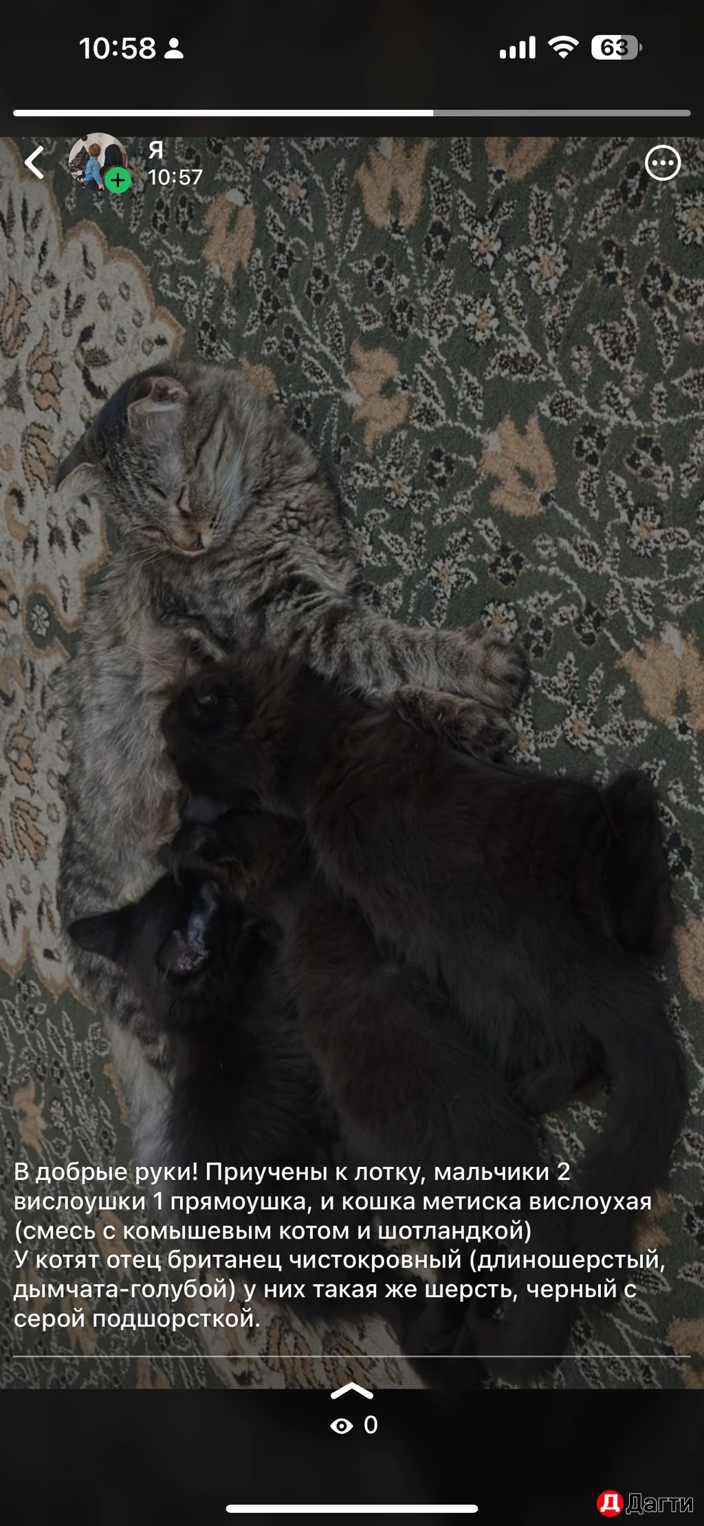 Кошка с котятами