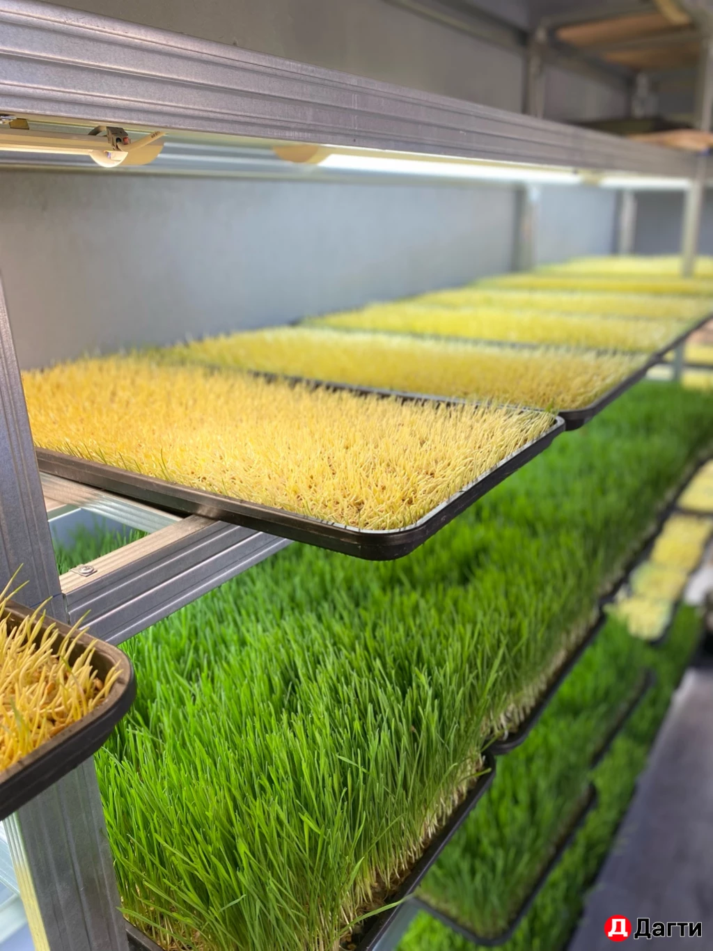 Витграсс для иммунитета