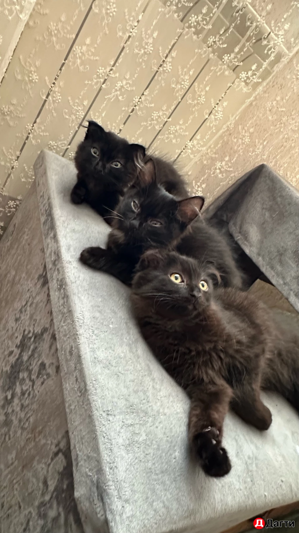 Кошка с котятами