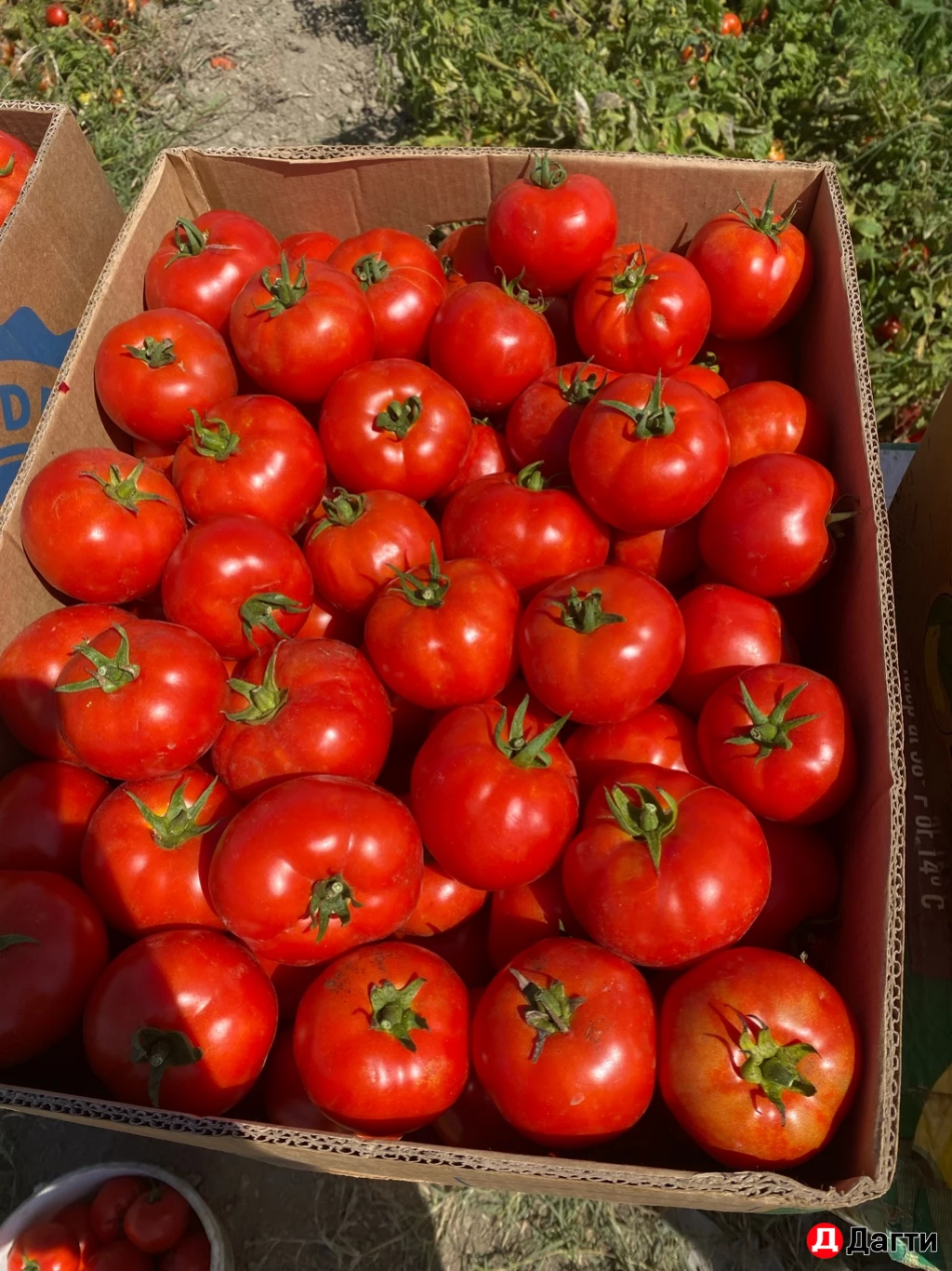 Помидоры