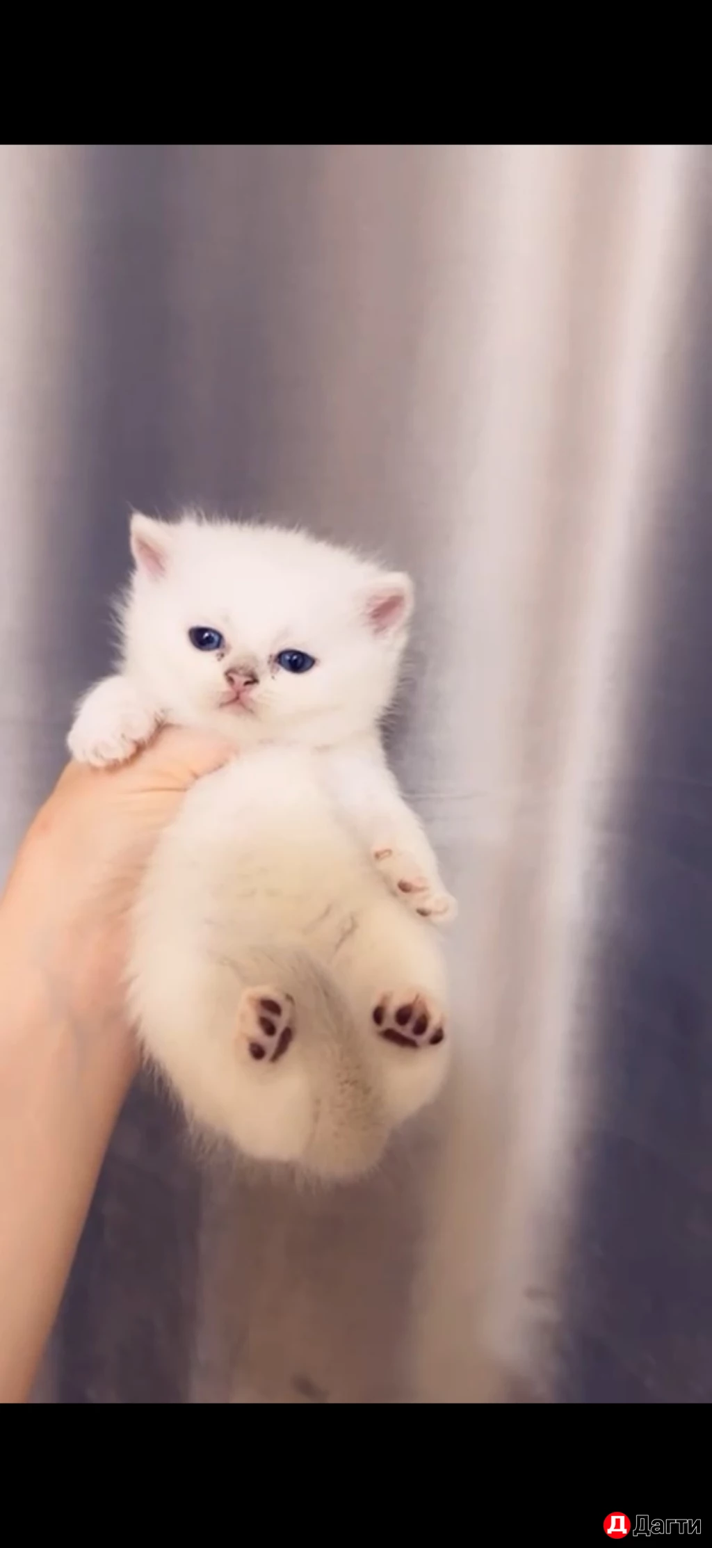 Котята шотландцы