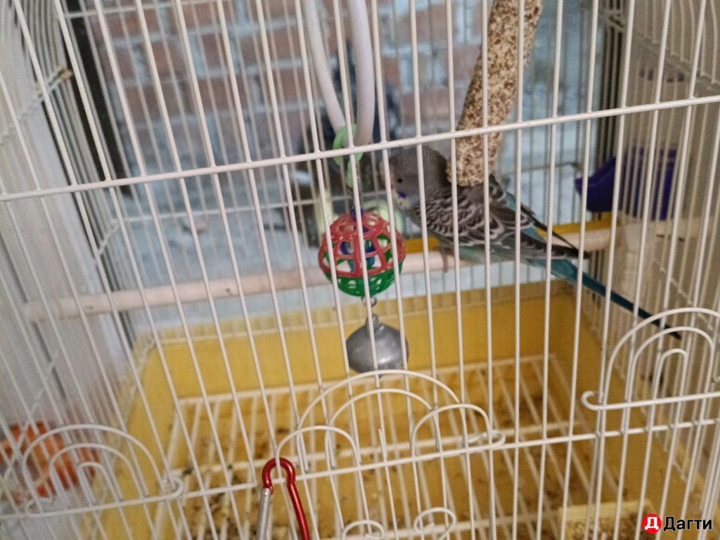 Волнистый попугай