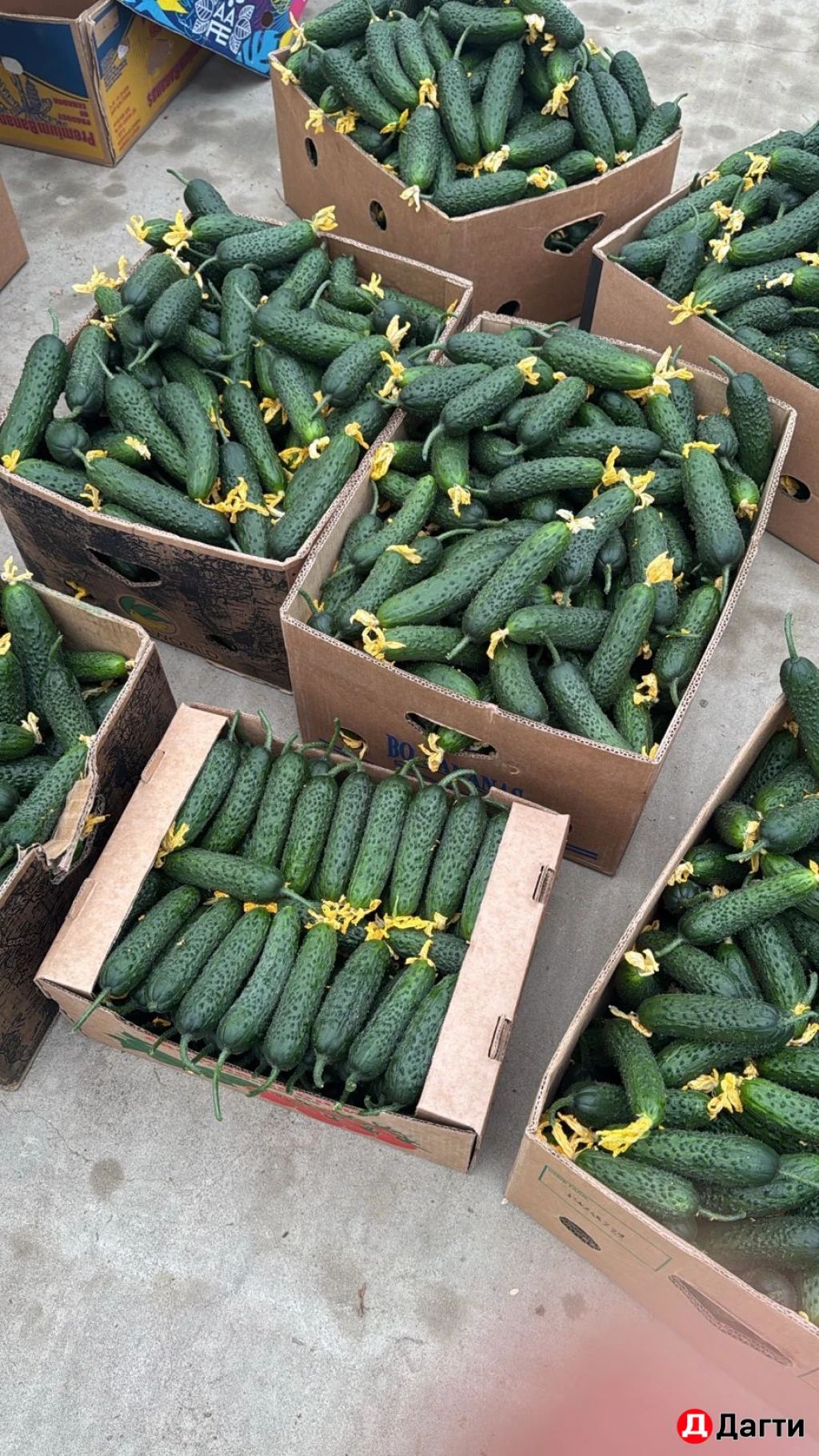 Огурцы свежие