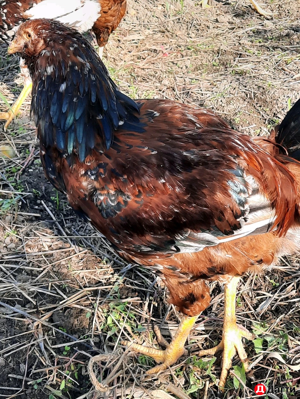 Орловские ситцевые петушки. 5 месяцев.
