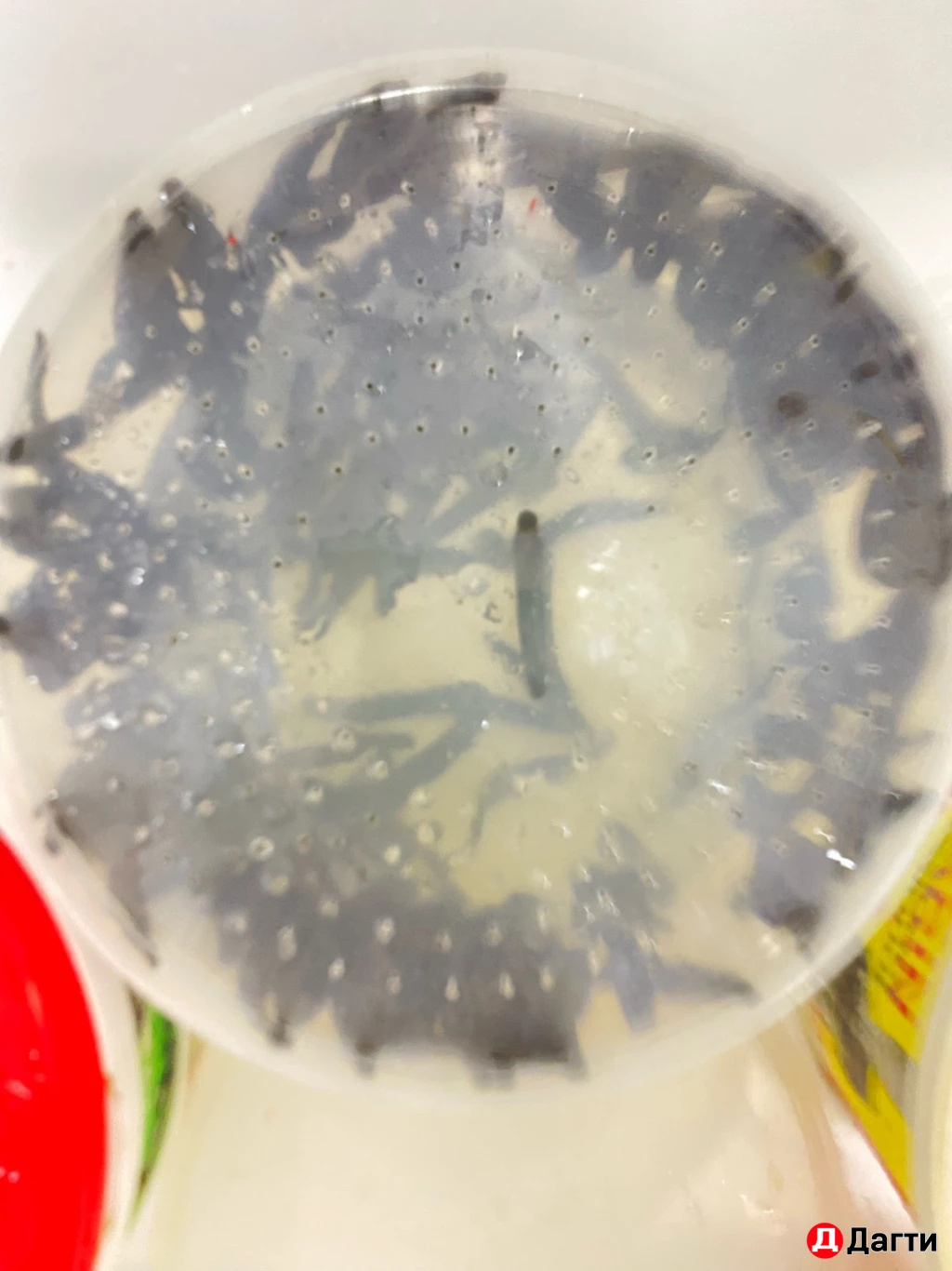 Пиявка медицинская.