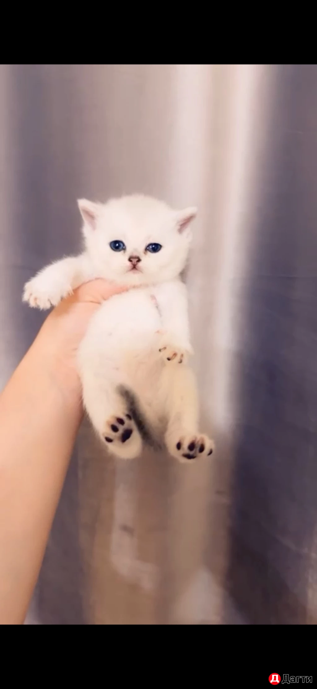 Котята шотландцы