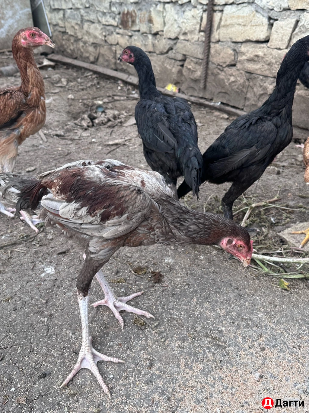 Бойцовые птицы