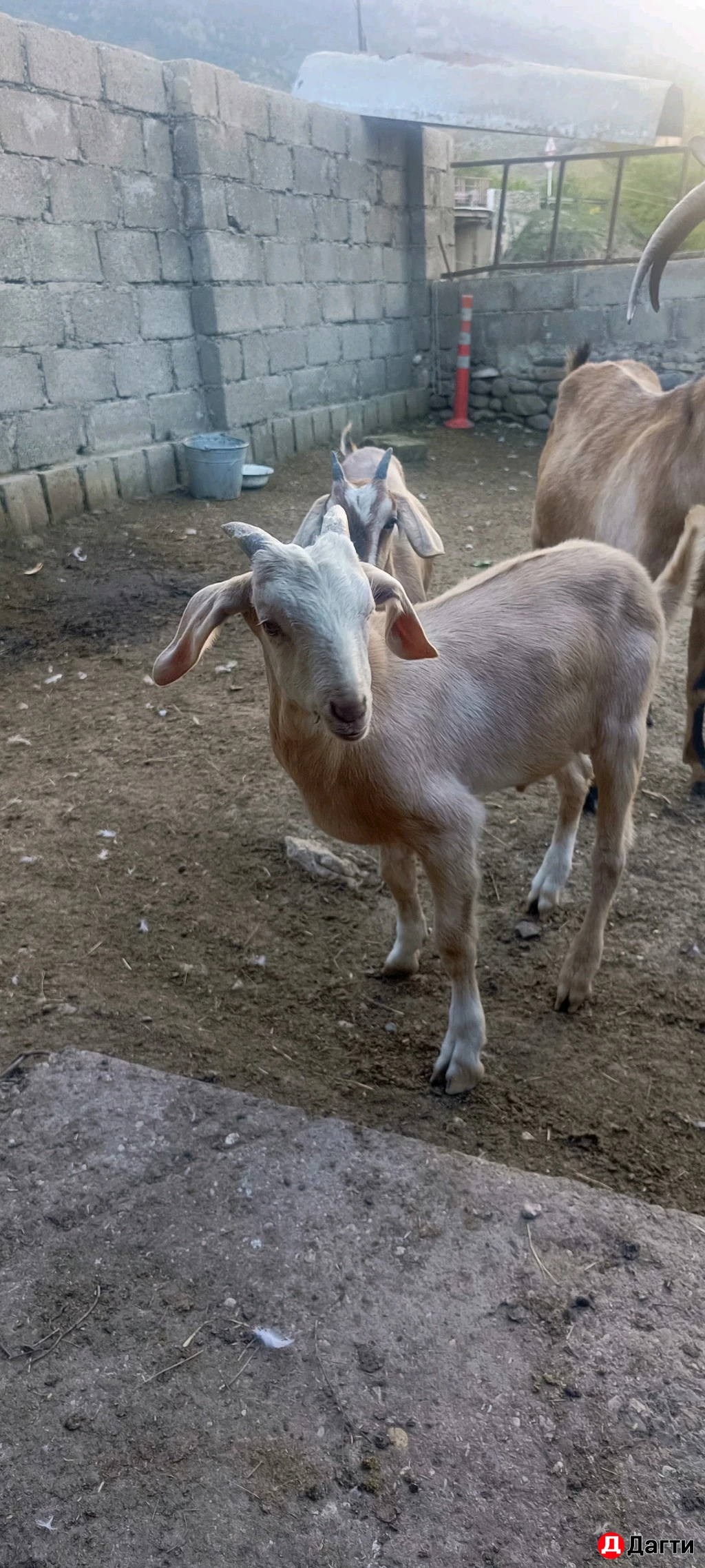 Козлики и коза