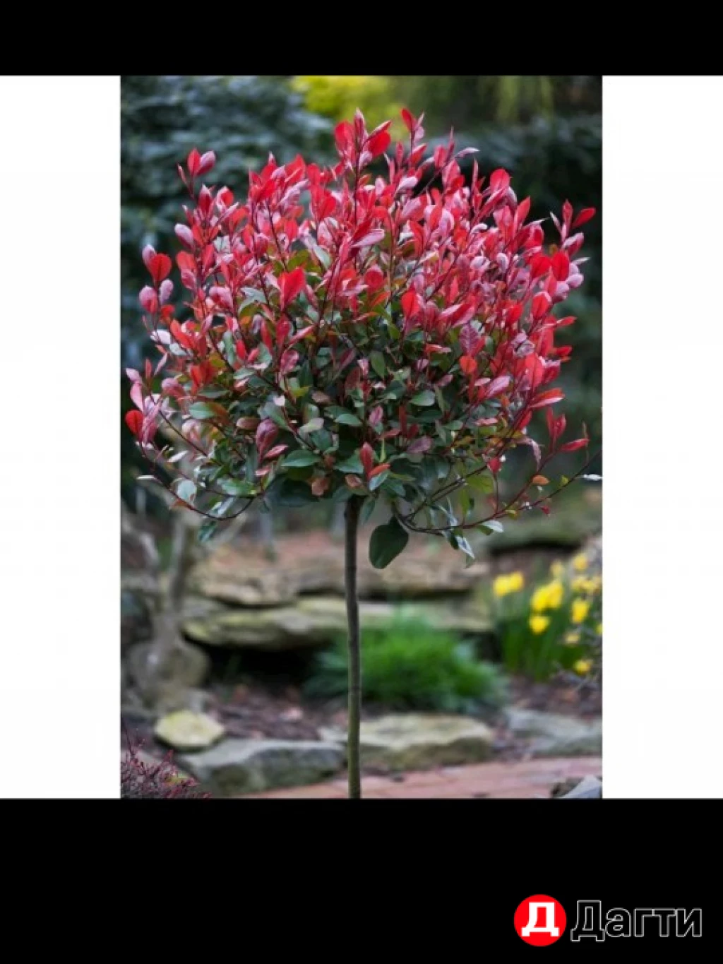 Фатиния На Штамбе